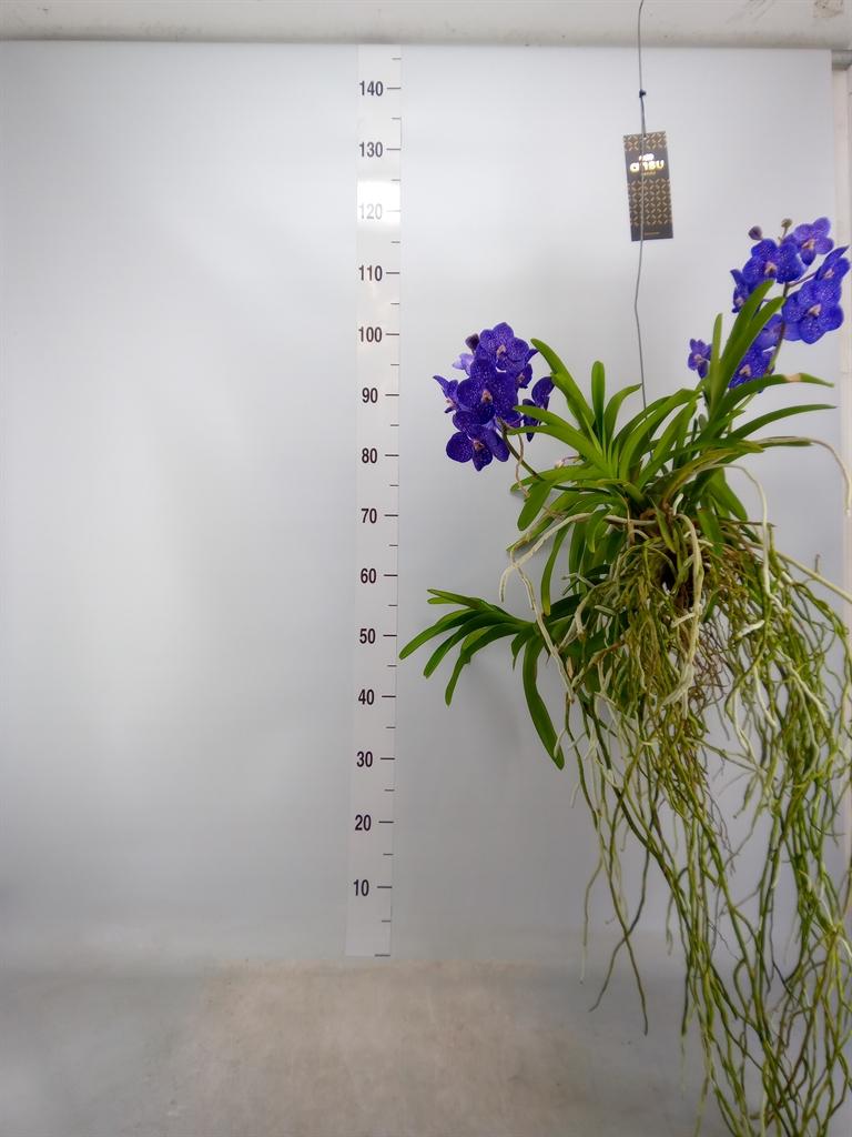 Горшечные цветы и растения оптом Vanda Hybrids от 1шт из Голландии с доставкой по России