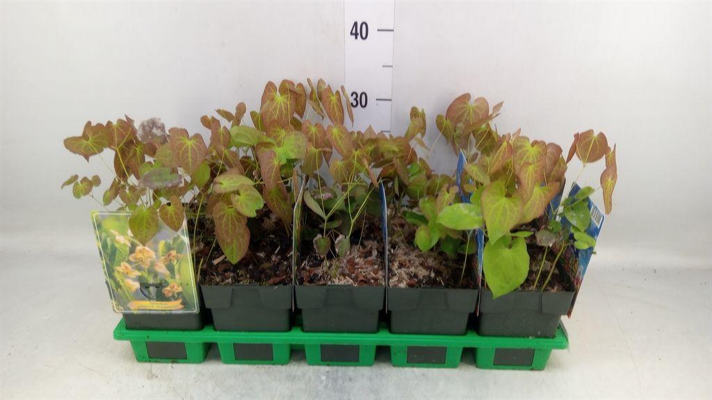 Горшечные цветы и растения оптом Epimedium Pubigerum от 10шт из Голландии с доставкой по России