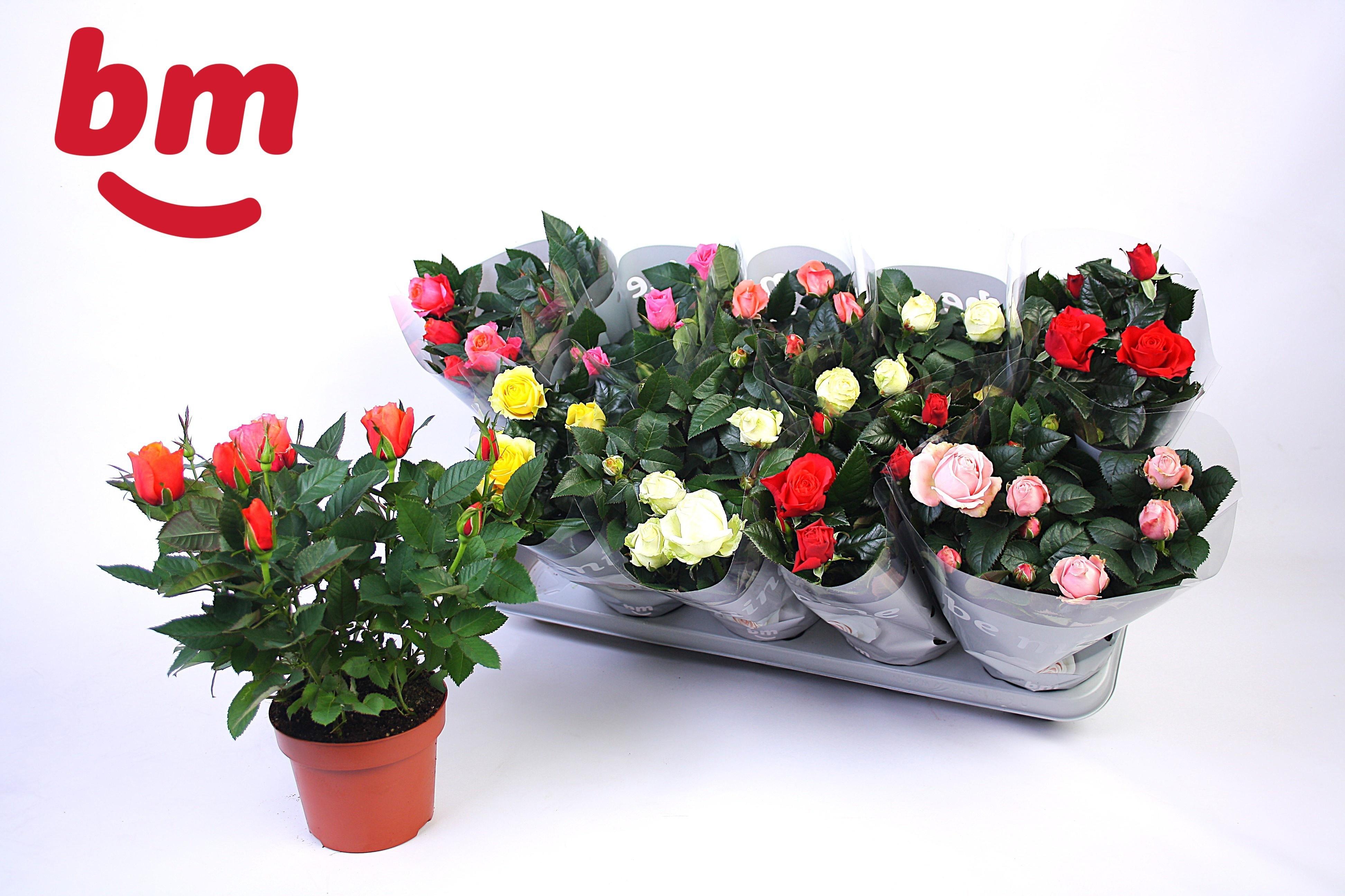 Горшечные цветы и растения оптом Ro B Monde Gem 6 Srt от 10шт из Голландии с доставкой по России