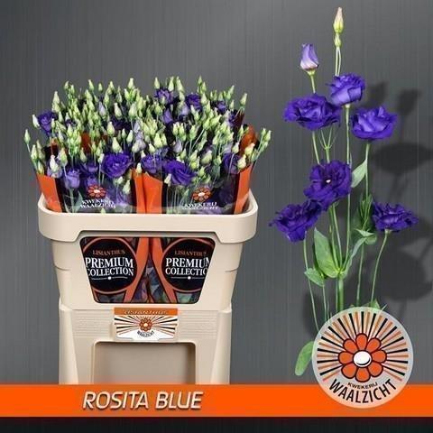 Срезанные цветы оптом Lisianthus do rosita blue от 20шт. из Голландии с доставкой по России