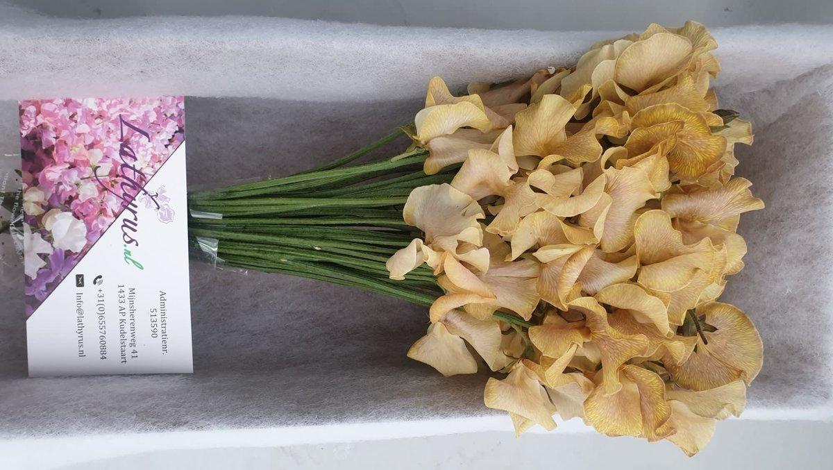 Срезанные цветы оптом Lathyrus paint autumn magic от 30шт. из Голландии с доставкой по России