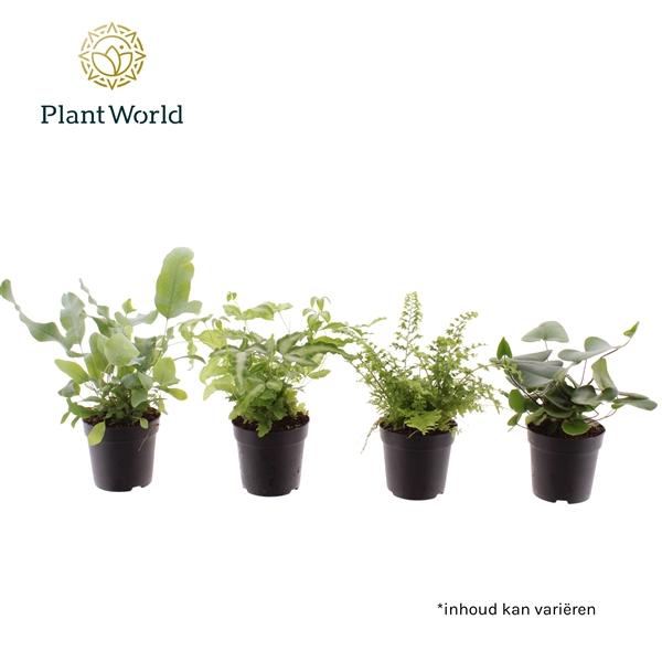 Горшечные цветы и растения оптом Fern Mix (decorum) от 16шт (для телеги) из Голландии с доставкой по России