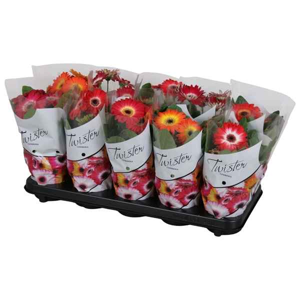 Горшечные цветы и растения оптом Gerbera Twister Mix Color Sleeve от 10шт из Голландии с доставкой по России
