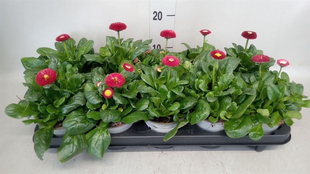 Горшечные цветы и растения оптом Bellis   ... от 10шт из Голландии с доставкой по России