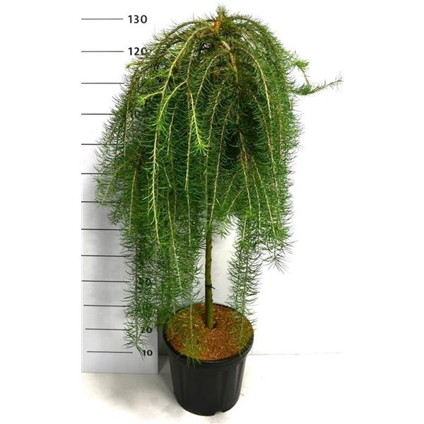 Горшечные цветы и растения оптом Larix Kaempf Boring Weeper On Stem от 1шт из Голландии с доставкой по России
