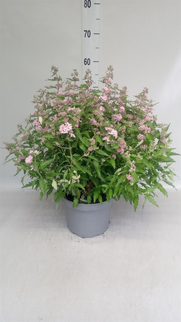 Горшечные цветы и растения оптом Caryopteris ... от 1шт из Голландии с доставкой по России