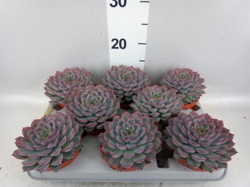 Горшечные цветы и растения оптом Echeveria hercules от 8шт из Голландии с доставкой по России