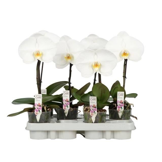Горшечные цветы и растения оптом Phalaenopsis One Wit 1 Spike от 8шт (для телеги) из Голландии с доставкой по России