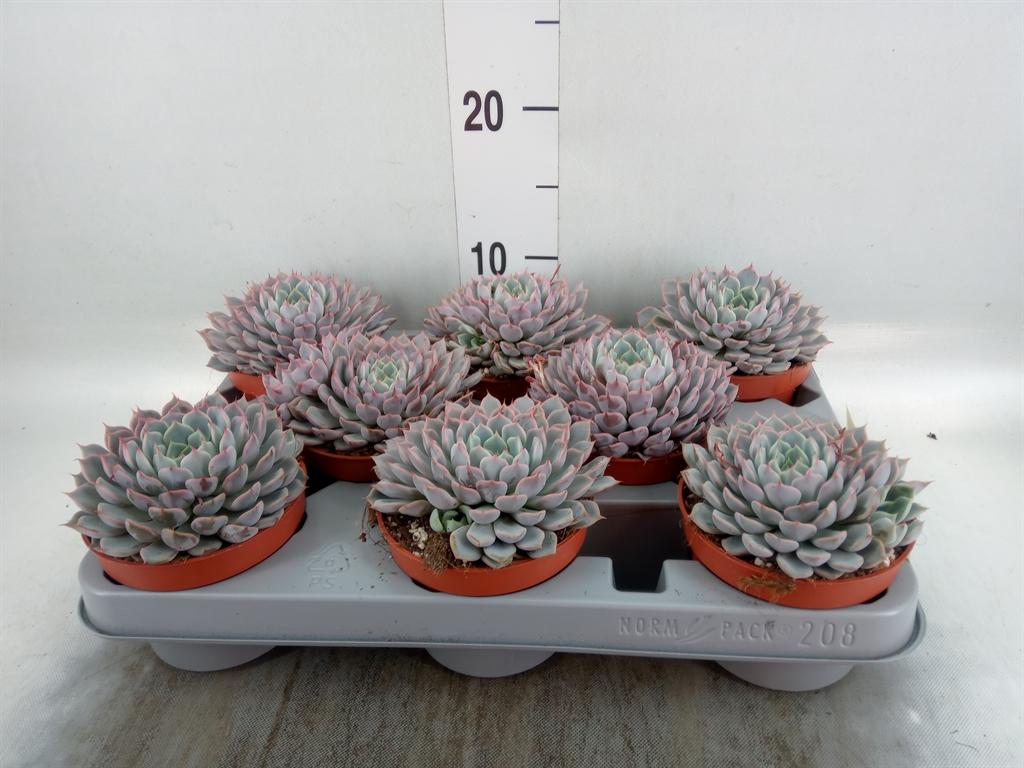 Горшечные цветы и растения оптом Echeveria Cuspidata от 8шт из Голландии с доставкой по России