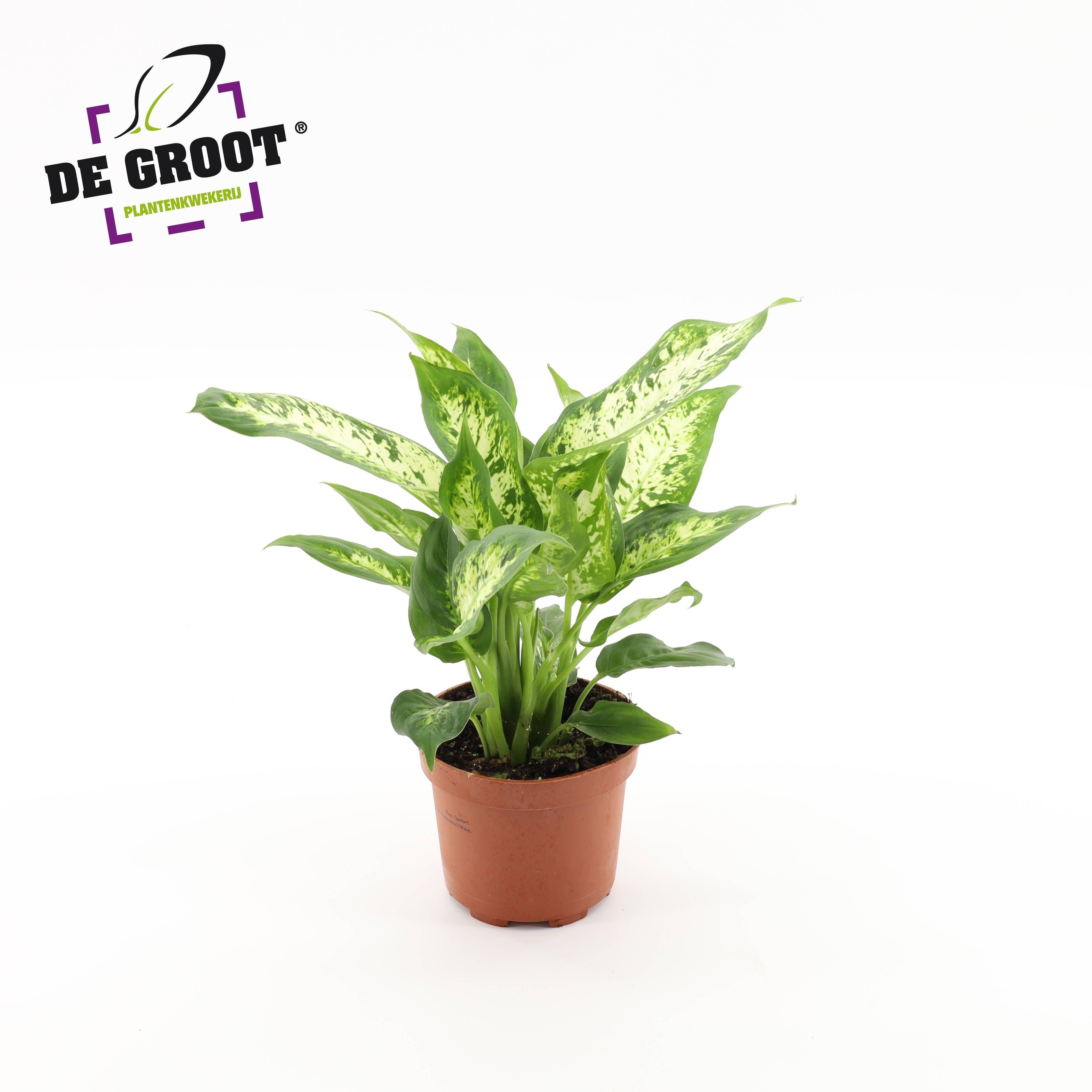 Горшечные цветы и растения оптом Dieffenbachia Compacta от 10шт из Голландии с доставкой по России