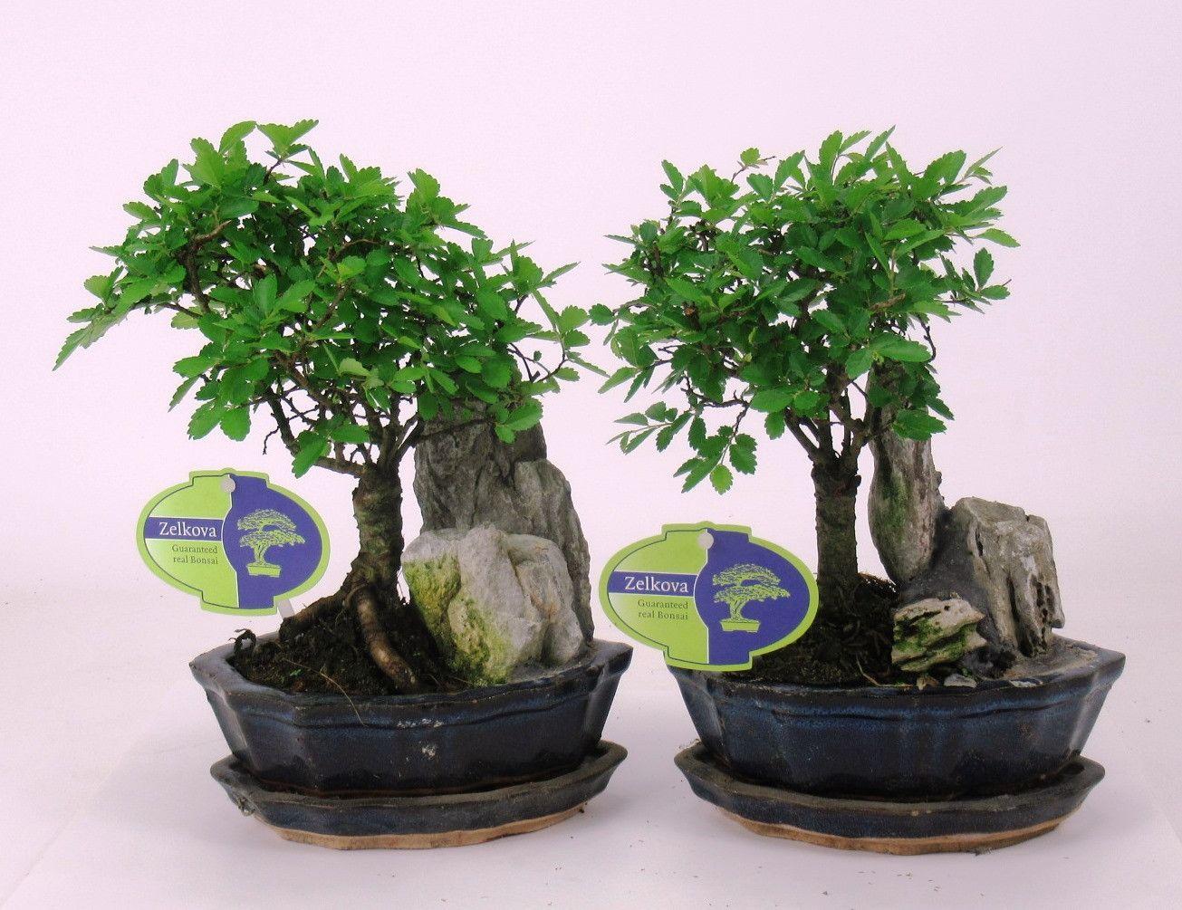 Горшечные цветы и растения оптом Bonsai Zelkova Parviflora, 16cm., With Rock, With от 8шт из Голландии с доставкой по России