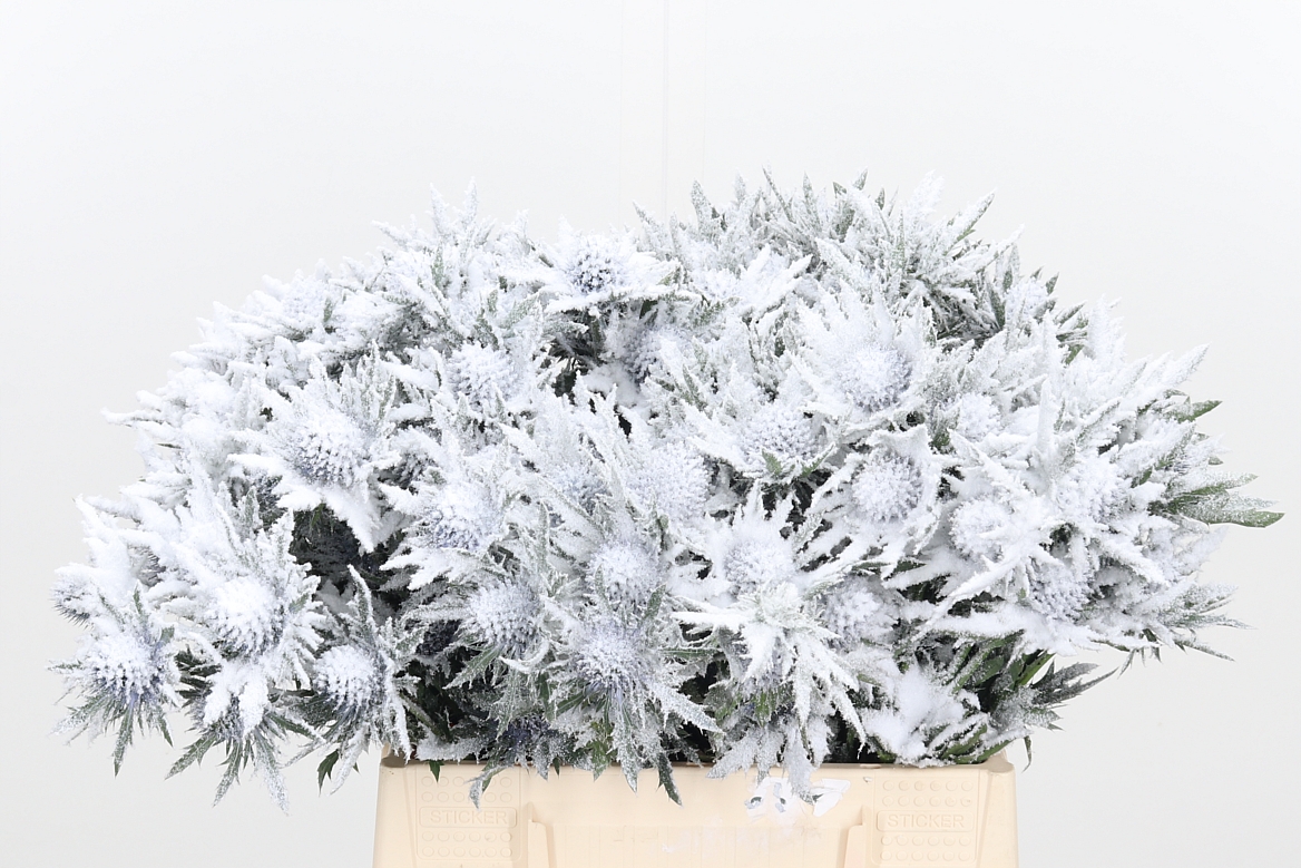 Срезанные цветы оптом Eryngium orion paint snow от 60шт из Голландии с доставкой по России