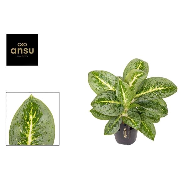 Горшечные цветы и растения оптом Aglaonema Lemon Mint от 6шт из Голландии с доставкой по России