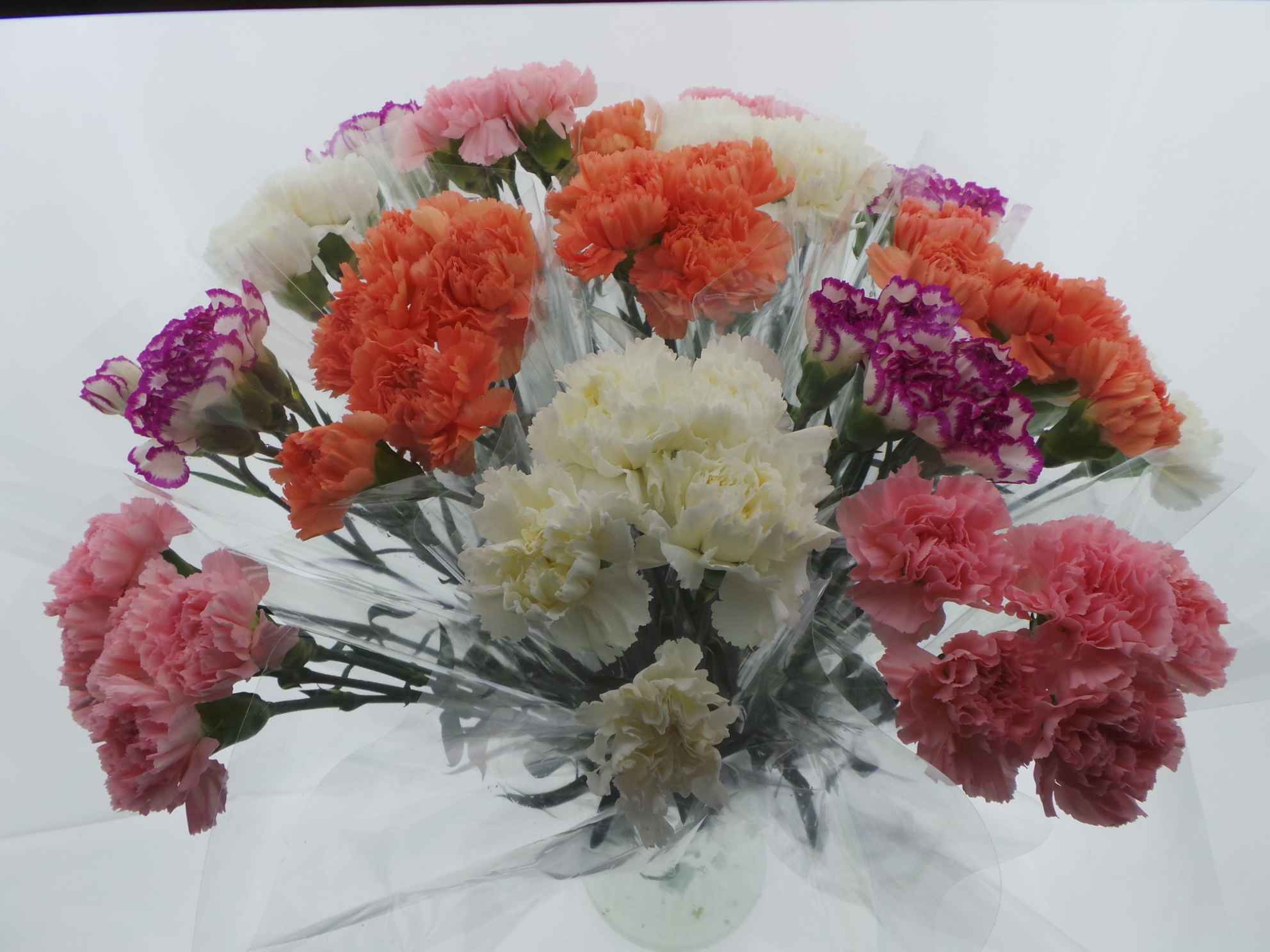 Срезанные цветы оптом Bouquet mono anjers x5 mix 60cm от 15шт из Голландии с доставкой по России