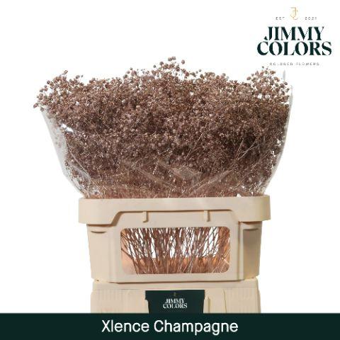 Срезанные цветы оптом Gyps large paint champagne от 50шт из Голландии с доставкой по России