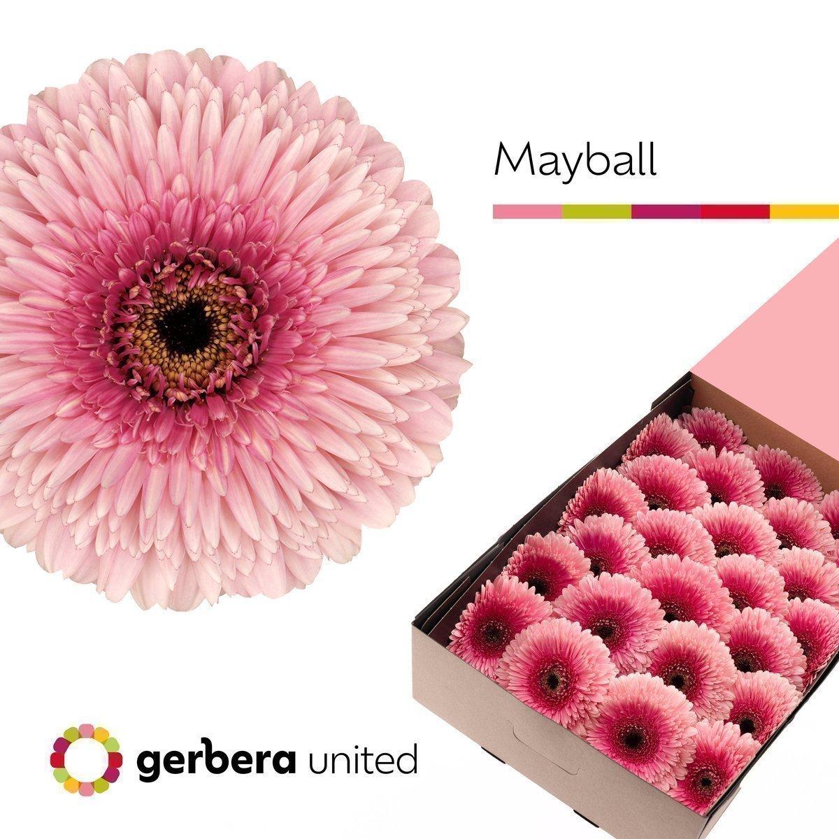 Срезанные цветы оптом Gerbera gerponi mayball от 50шт из Голландии с доставкой по России