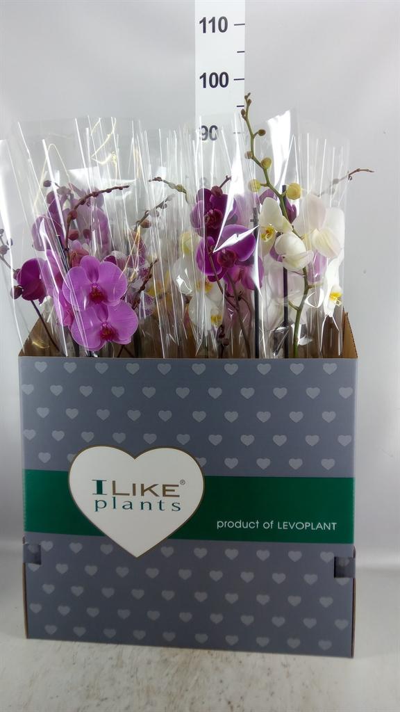 Горшечные цветы и растения оптом Phalaenopsis ...mix A от 12шт из Голландии с доставкой по России