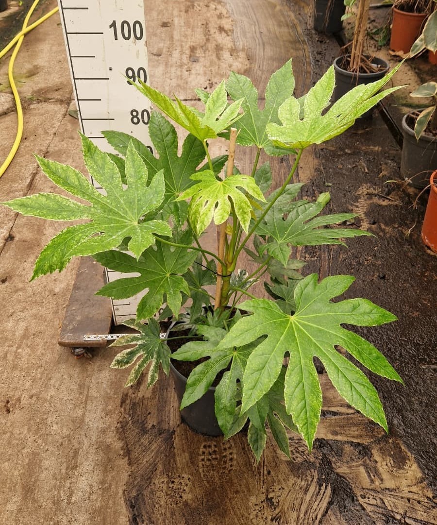 Горшечные цветы и растения оптом Fatsia Japonica Spider Web от 1шт из Голландии с доставкой по России