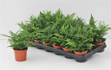 Горшечные цветы и растения оптом Athyrium Ov от 18шт (для телеги) из Голландии с доставкой по России