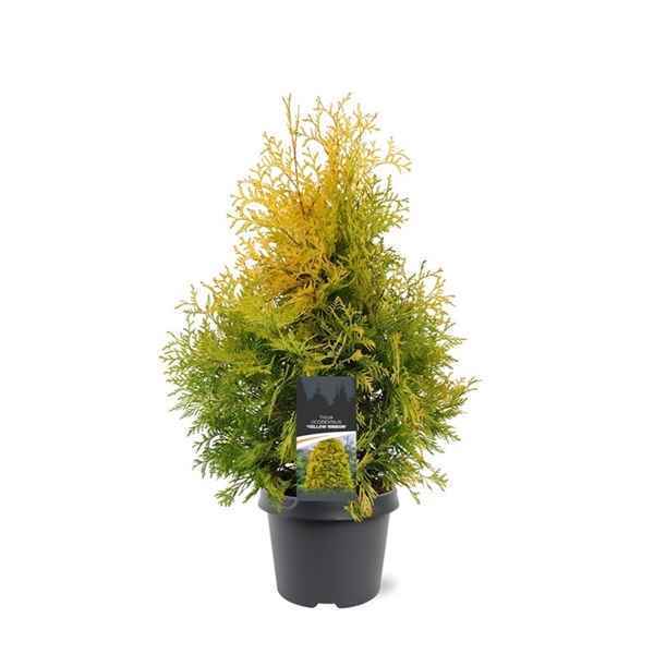 Горшечные цветы и растения оптом Thuja Occ Yellow Ribbon от 1шт из Голландии с доставкой по России