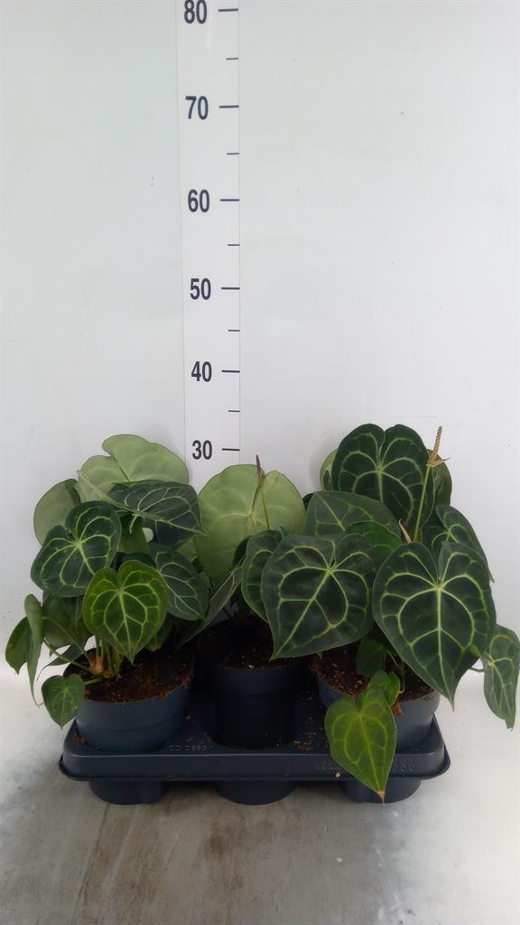 Горшечные цветы и растения оптом Anthurium   ... от 5шт из Голландии с доставкой по России
