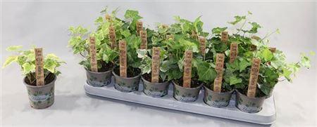 Горшечные цветы и растения оптом Hedera Mix от 18шт (для телеги) из Голландии с доставкой по России