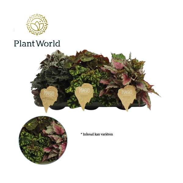Горшечные цветы и растения оптом Begonia Rex Magic Colors от 6шт из Голландии с доставкой по России