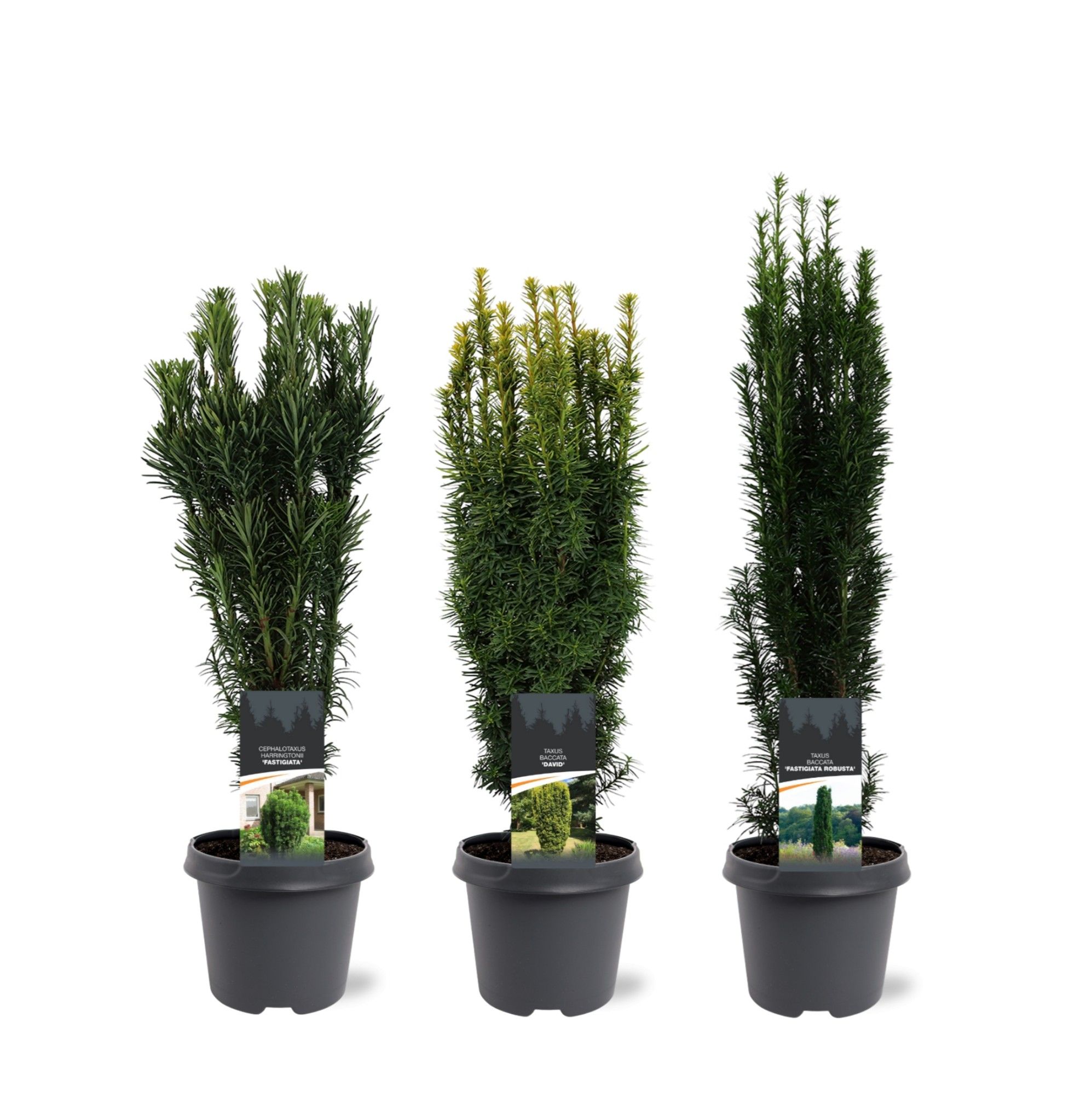 Горшечные цветы и растения оптом Taxus Up-growing Mix от 1шт из Голландии с доставкой по России