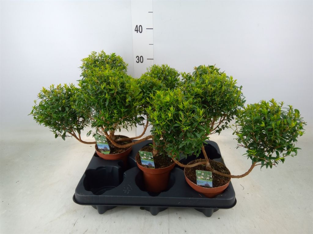 Горшечные цветы и растения оптом Myrtus Communis от 3шт из Голландии с доставкой по России