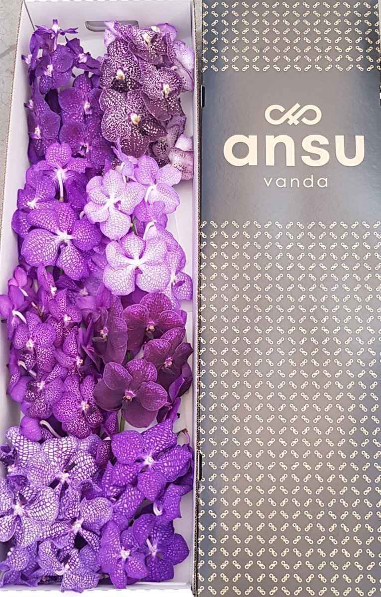 Срезанные цветы оптом Vanda mix purple per stem от 4шт. из Голландии с доставкой по России