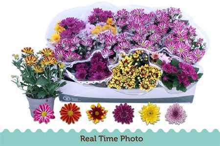 Горшечные цветы и растения оптом Chrys Double Mix Clock от 12шт из Голландии с доставкой по России