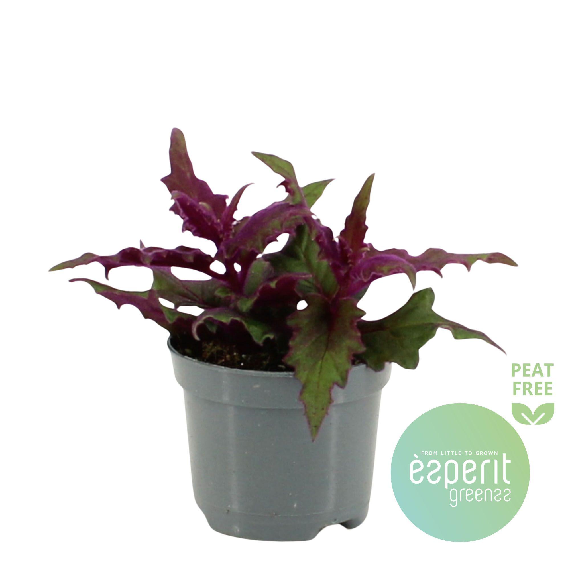 Горшечные цветы и растения оптом Gynura Auran Purple Passion от 21шт (для телеги) из Голландии с доставкой по России