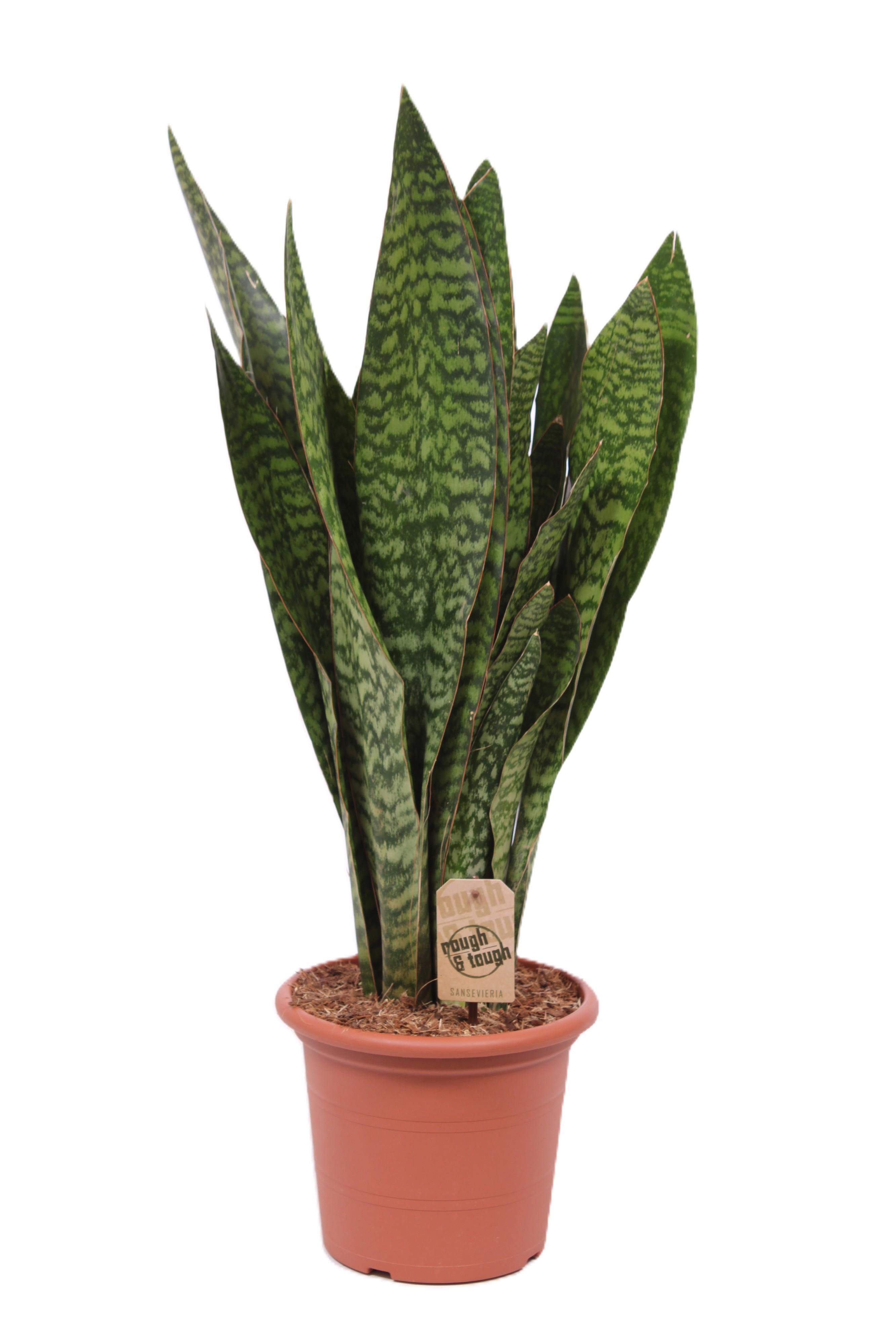 Горшечные цветы и растения оптом Sansevieria Jiboia от 1шт из Голландии с доставкой по России