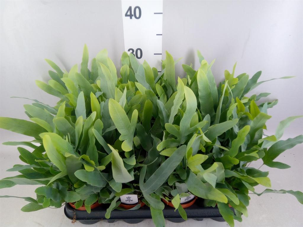 Горшечные цветы и растения оптом Phlebodium Aureum blue Star от 12шт (для телеги) из Голландии с доставкой по России