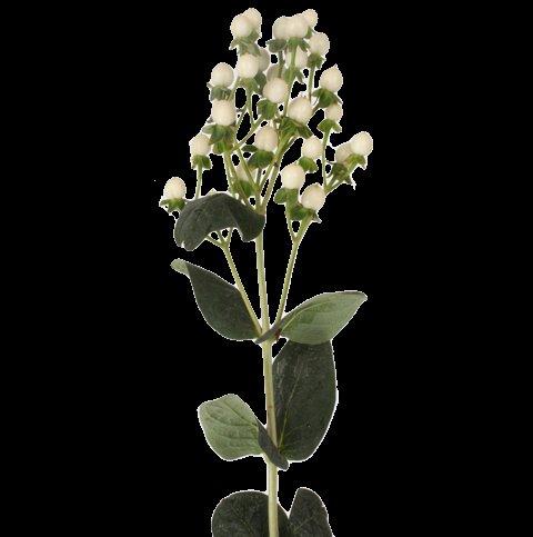 Срезанные цветы оптом Hypericum coco uno от 100шт из Голландии с доставкой по России