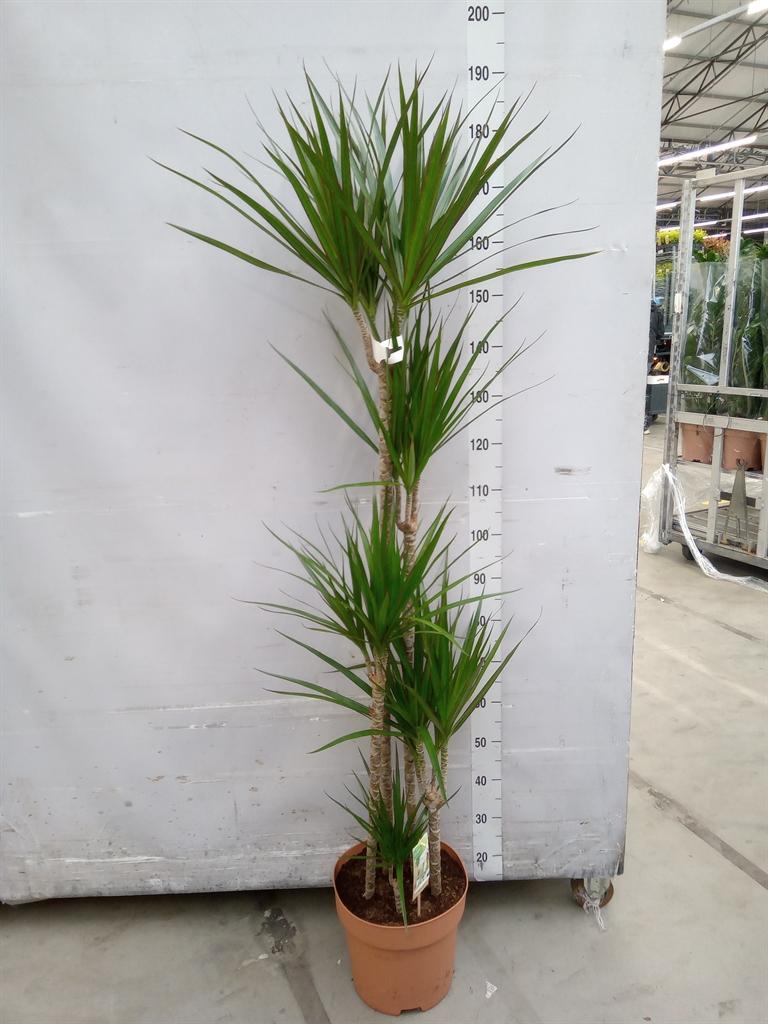Горшечные цветы и растения оптом Dracaena Marg. от 1шт из Голландии с доставкой по России