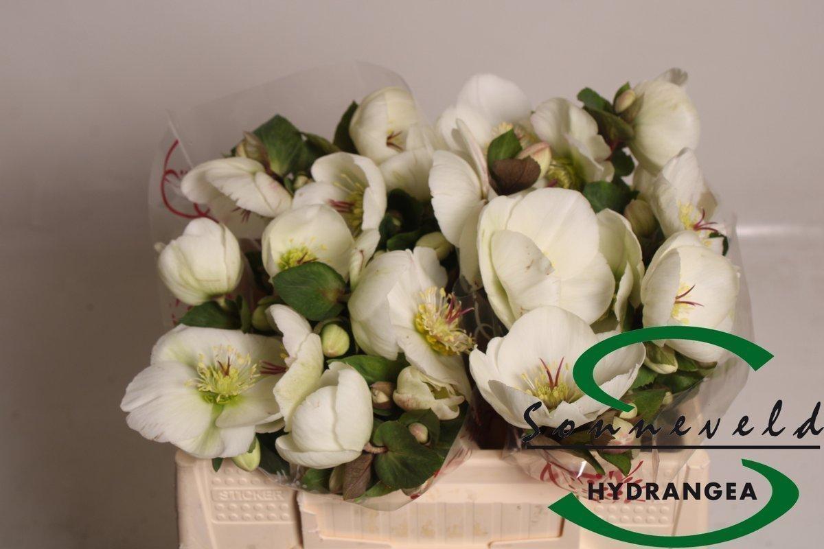Срезанные цветы оптом Helleborus mara white от 20шт из Голландии с доставкой по России