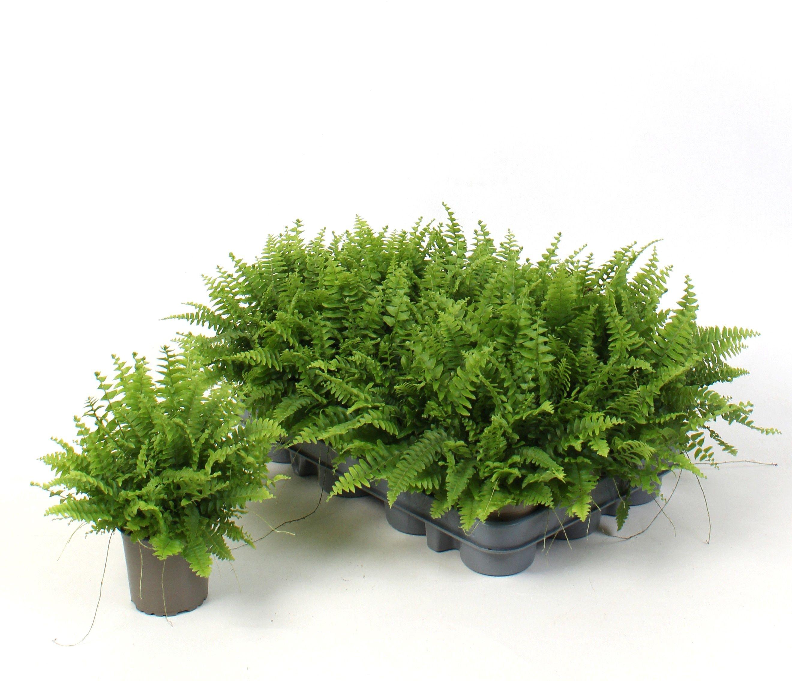 Горшечные цветы и растения оптом Nephr Ex Green Momen от 18шт (для телеги) из Голландии с доставкой по России