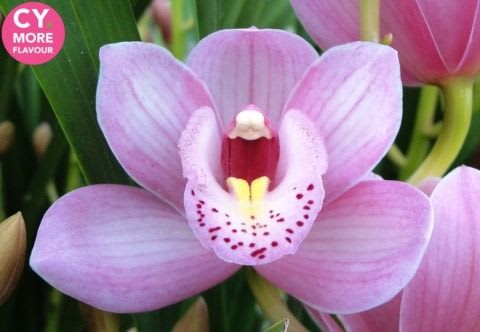 Срезанные цветы оптом Minicymbidium rosanna shaw от 10шт.. из Голландии с доставкой по России