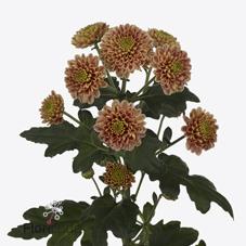 Срезанные цветы оптом Chrys sa ellison salmon от 100шт из Голландии с доставкой по России