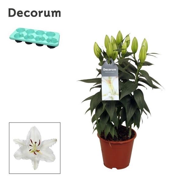Горшечные цветы и растения оптом Lilium Or White 3pp (decorum) от 8шт из Голландии с доставкой по России
