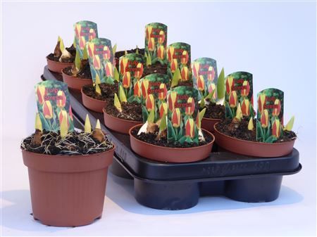 Горшечные цветы и растения оптом Tulipa Stresa от 10шт из Голландии с доставкой по России