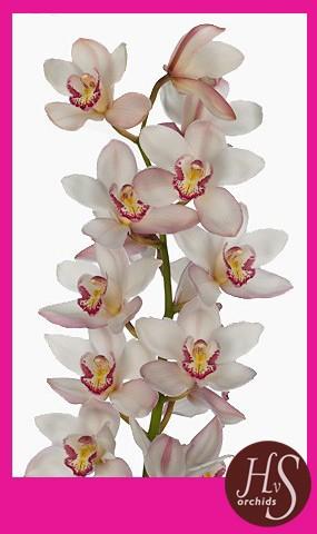 Срезанные цветы оптом Cymbidium pink mariangela от 10шт из Голландии с доставкой по России