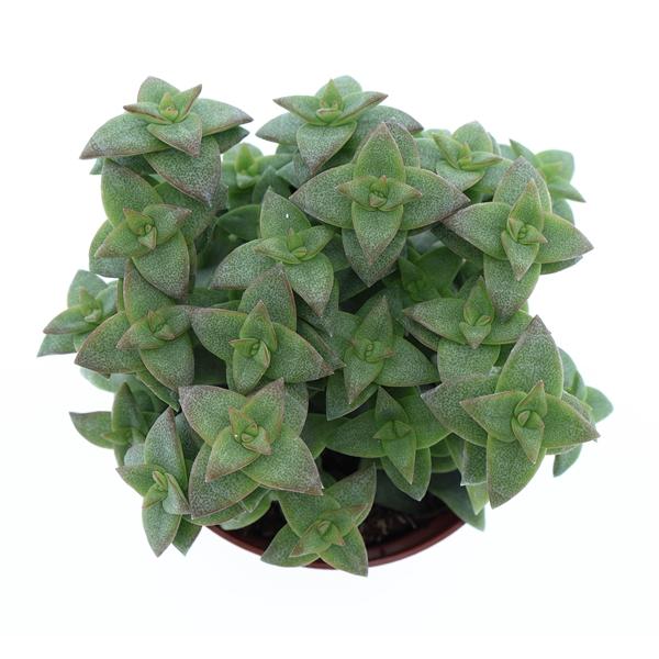 Горшечные цветы и растения оптом Crassula Perfossa Green от 12шт (для телеги) из Голландии с доставкой по России
