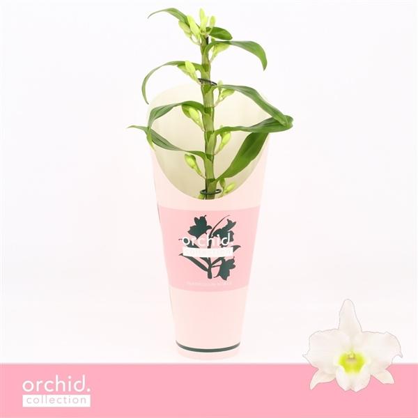 Горшечные цветы и растения оптом Dendr Nob 1st Apollon Compact Orchid Collection от 6шт из Голландии с доставкой по России