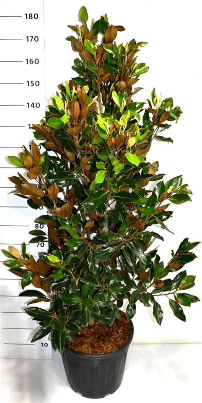 Горшечные цветы и растения оптом Magnolia Grandi Little Gem от 1шт из Голландии с доставкой по России