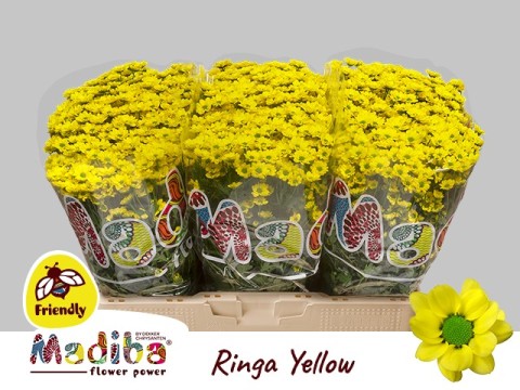 Срезанные цветы оптом Chrys sa madiba ringa yellow от 75шт из Голландии с доставкой по России