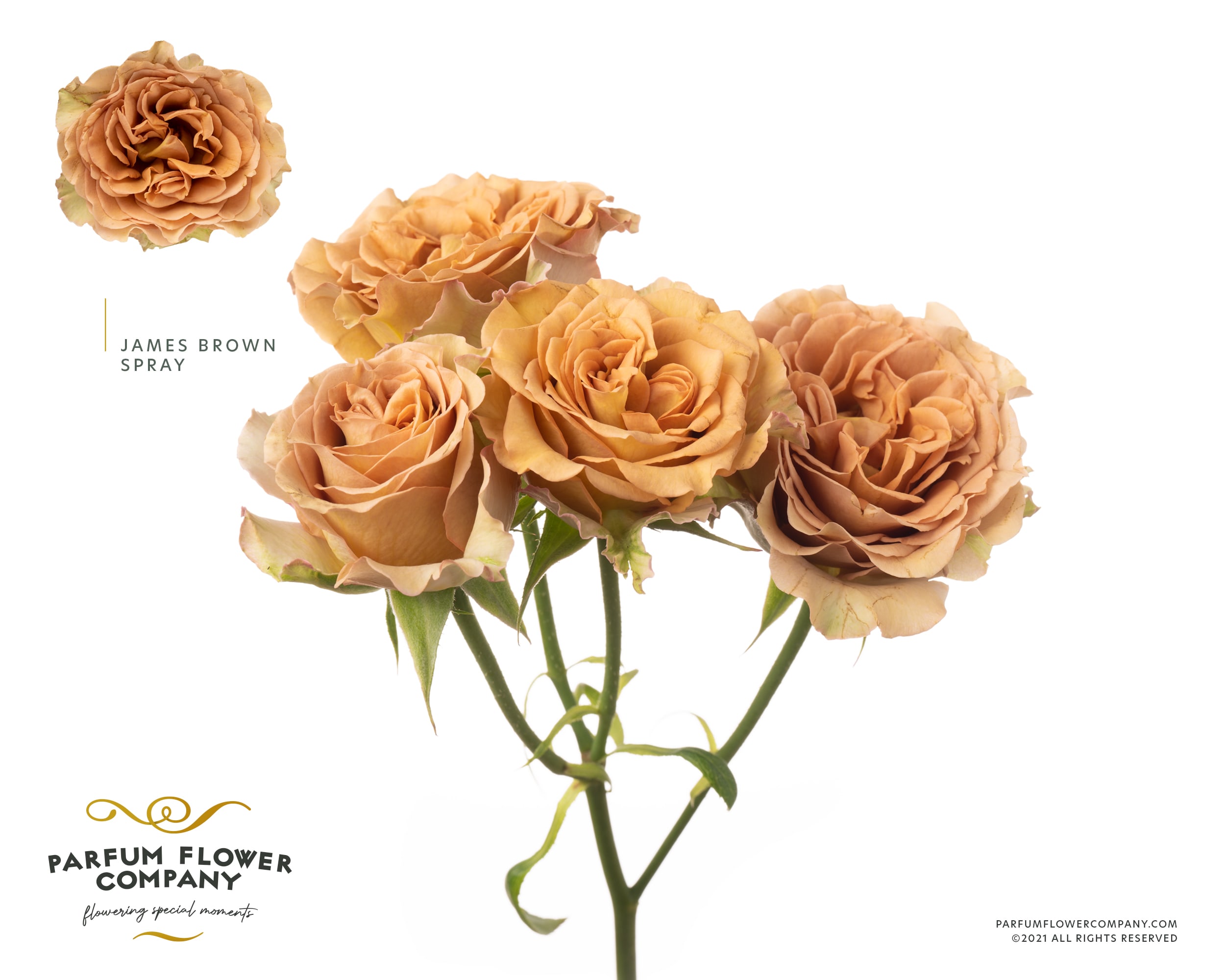 Срезанные цветы оптом Rosa spray garden james brown от 18шт. из Голландии с доставкой по России