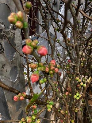 Срезанные цветы оптом Chaenomeles anneke от 20шт из Голландии с доставкой по России