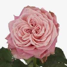 Срезанные цветы оптом Rosa la garden country girl от 20шт из Голландии с доставкой по России